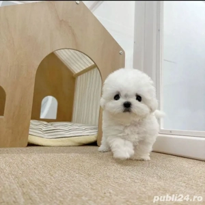 Bichon Maltez Mini Toy  - imagine 3