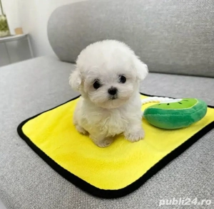 Bichon Maltez Mini Toy  - imagine 2