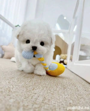 Bichon Maltez Mini Toy  - imagine 4