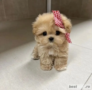Maltipoo Mini Toy