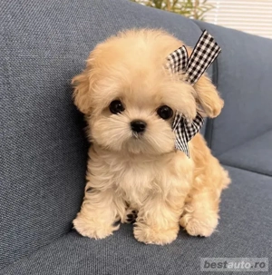 Maltipoo Mini Toy