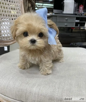 Maltipoo Mini Toy - imagine 3