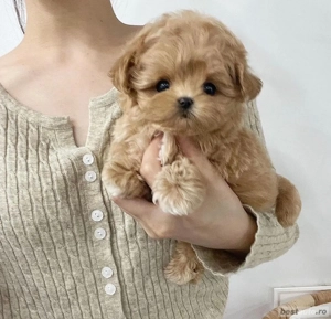 Maltipoo Mini Toy - imagine 4