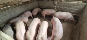 Porci de vânzare. - imagine 4