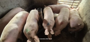 Porci de vânzare.