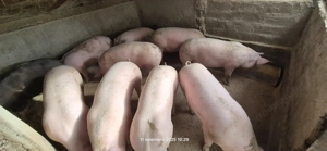 Porci de vânzare. - imagine 2