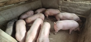 Porci de vânzare. - imagine 3