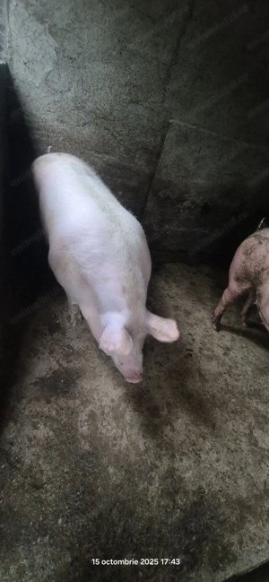 Porci de vânzare. - imagine 5
