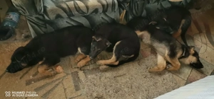 Pui ciobanesc german