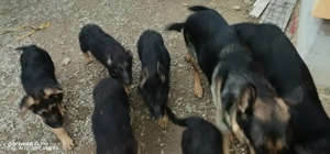 Pui ciobanesc german