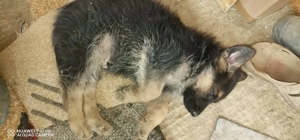 Pui ciobanesc german - imagine 2