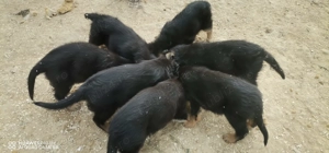 Pui ciobanesc german - imagine 3