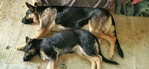 Pui ciobanesc german - imagine 4