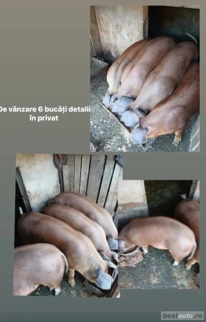 de vânzare disponibile 5 bucăți 