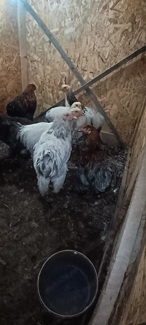 Vind Cocoși Brahma  - imagine 3