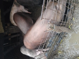 Vând trei  porci tineri  greutate 130 -140 și  unul de 150-170kg - imagine 4