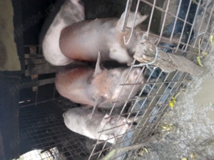 Vând trei  porci tineri  greutate 130 -140 și  unul de 150-170kg - imagine 3