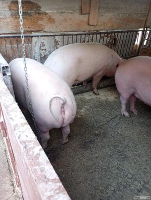 Vind porcii grasi arad  - imagine 2