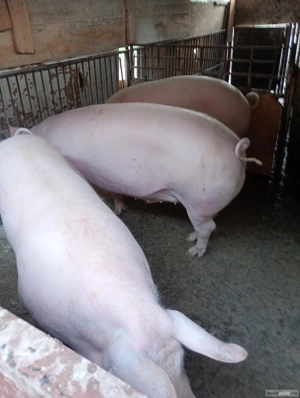 Vind porcii grasi arad 