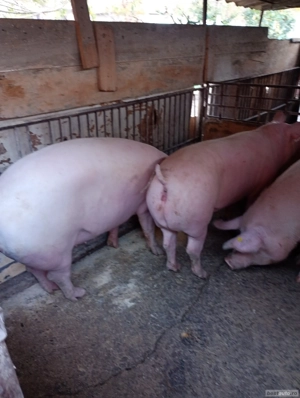 Vind porcii grasi arad  - imagine 3