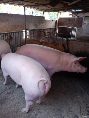 Vind porcii grasi arad  - imagine 4