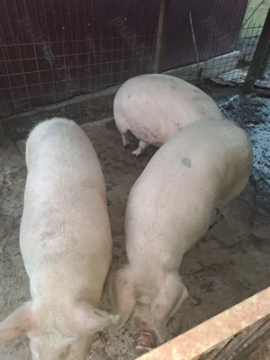 Vand porci de 140-180 kg