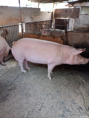 Vind porcii grasi arad  - imagine 5