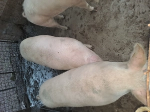 Vand porci 140 kg - 180 KG - imagine 4