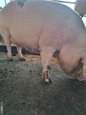 scroafă de vânzare 270 kg ofer transport 