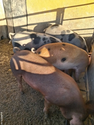 de vânzare 4 scrofițe 60..65 kg rasă duroc și petrean  - imagine 2