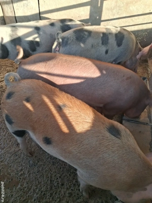 de vânzare 4 scrofițe 60..65 kg rasă duroc și petrean  - imagine 3