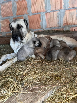 Kangal femelă 4 ani 