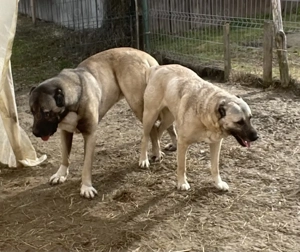 Kangal femelă 4 ani  - imagine 2