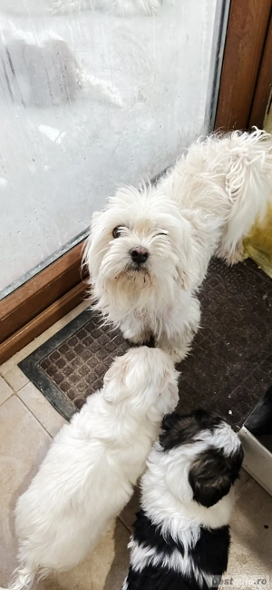 vand Bishoni Maltez - imagine 2