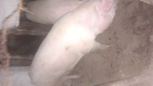 Porc de vânzare  - imagine 2