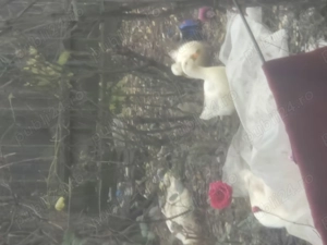 Vând rate tinere scoase din luna septembrie  - imagine 2