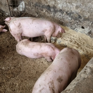 Vând Porcii crescuți cu cereale!