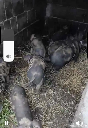 vand purcei de 7 saptamani