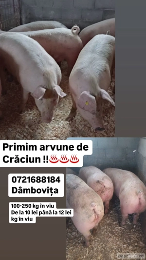 purcei si porci mari - imagine 4