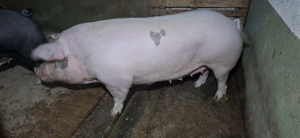 Scroafa de vânzare 250 kg
