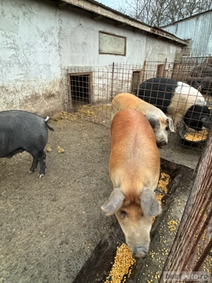 vand porci pentru sacrificat - imagine 3