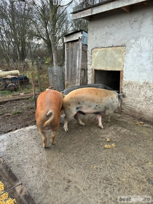 vand porci pentru sacrificat - imagine 4