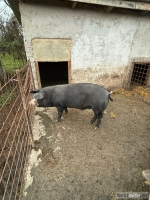 vand porci pentru sacrificat - imagine 2