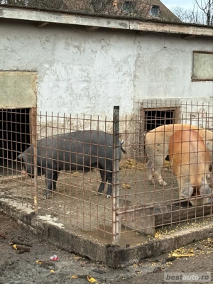 vand porci pentru sacrificat