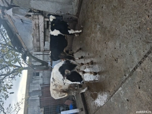 Vand vacii - imagine 3