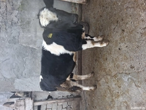 Vand vacii - imagine 4