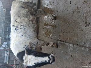 Vand vacii - imagine 5