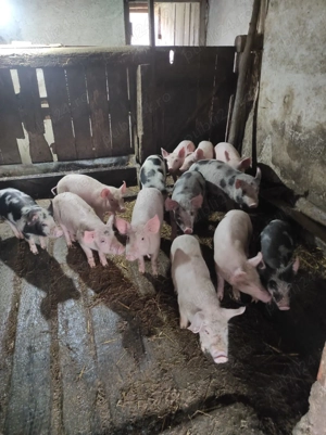 Vând vând vând vând vând purcei purcei purcei de 10 săptămâni 