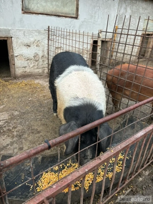 vand doi porci pentru sacrificat