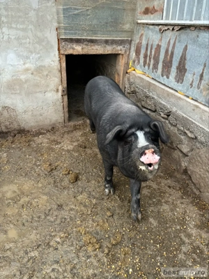 vand scroafa bazna  - imagine 2